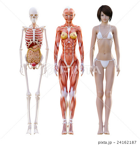 骨格 全身 女性 骨のイラスト素材 骨格 全身 女性 骨のイラスト素材