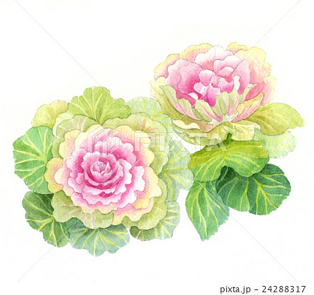 原画：お好きな植物を、博物画風の植物画でお描きします