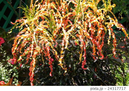 葉 クロトン 黄色 観葉植物の写真素材