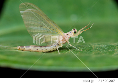かげろうの写真素材