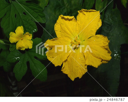 雌花 ツルレイシ 花 植物の写真素材