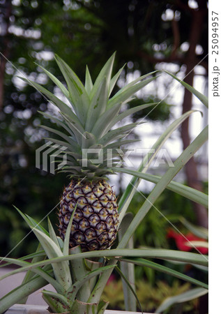 フルーツ パイナップル 収穫前 植物の写真素材