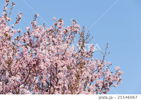高画質 桜 さくら 写真の写真素材