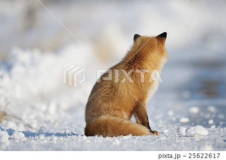 狐の後ろ姿の写真素材