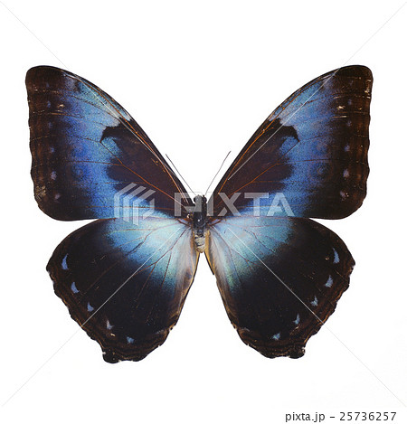モルフォの写真素材 - PIXTA