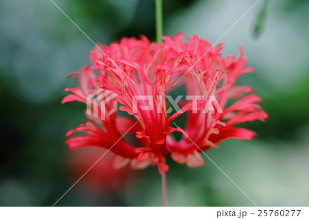 ふうりんぶっそうげの写真素材