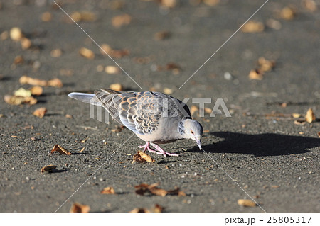 中くらいの鳥の写真素材