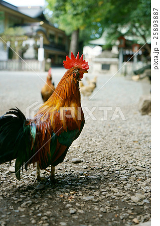 谷保天満宮の写真素材