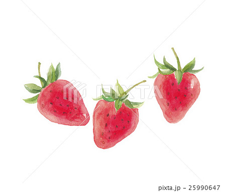 苺 イチゴ 水彩画 バラ科の写真素材