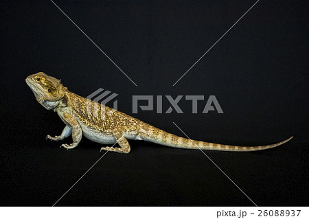 フトアゴヒゲトカゲ フトアゴ ふとあご Pogona Vitticepsの写真素材