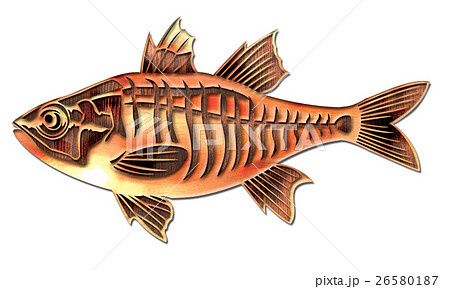 ネンブツダイのイラスト素材 - PIXTA