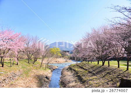 大出公園の桜並木の写真素材