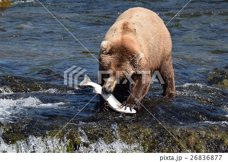 動物 鮭 熊 ヒグマの写真素材