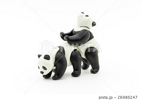 パンダの交尾の写真素材