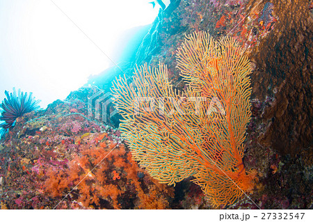 イソバナ 磯花 ハナヤサイサンゴ サンゴの写真素材