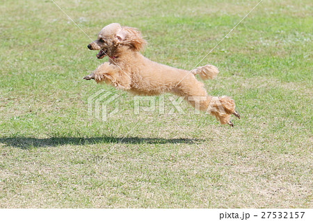 トイプードル 犬 走る ジャンプの写真素材