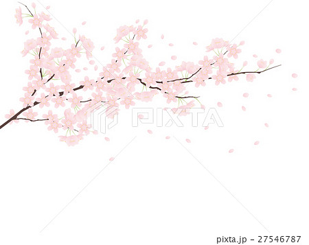 桜のpng素材集 ピクスタ
