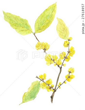 ロウバイ 蝋梅 水彩画 花のイラスト素材 - PIXTA