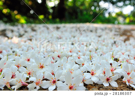 油桐花照片素材