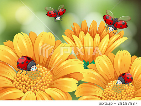 最高てんとう虫 イラスト 飛ぶ 美しい花の画像