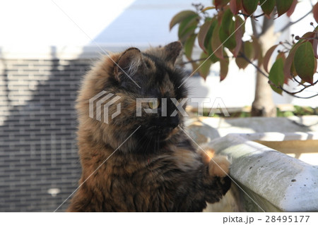 猫 スコテッドマンチカン 短足 かわいいの写真素材