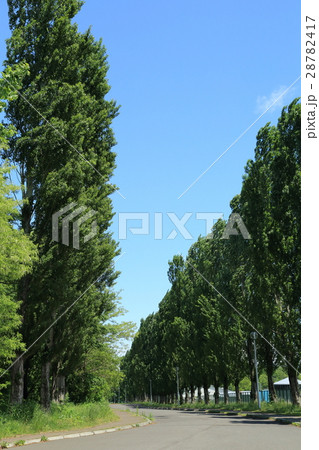 平成ポプラ並木の写真素材 平成ポプラ並木の写真素材