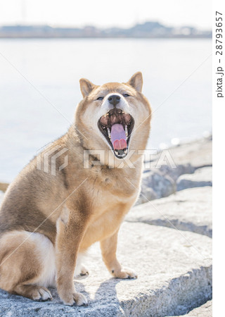 犬 顔 柴犬 正面の写真素材