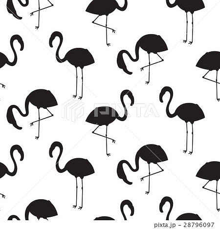 フラミンゴ 鳥 モノクロ 白黒の写真素材