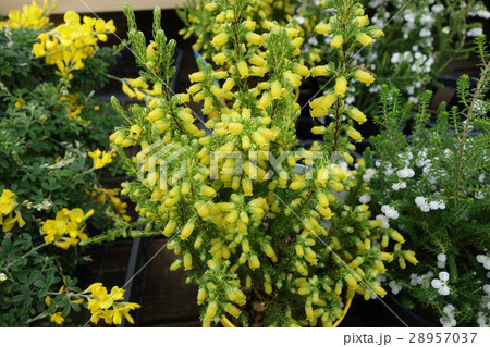 カナリーヒース ツツジ科の写真素材