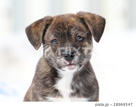 雑種犬 小型犬 子犬 ｍｉｘの写真素材