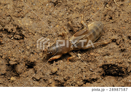 螻蛄 (おけら, けら) - Japanese-English Dictionary - JapaneseClass.jp