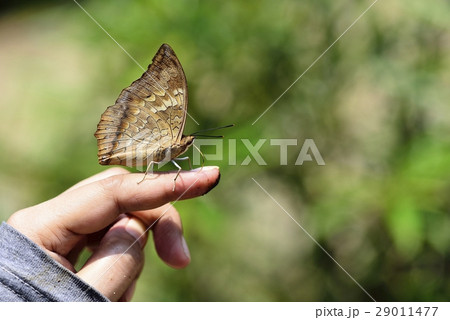昆虫 蝶 チョウ 指の写真素材