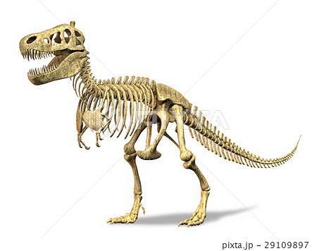 骨 恐竜 ティラノサウルス 攻撃的のイラスト素材