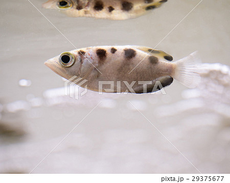 テッポウウオ 鉄砲魚 魚の写真素材