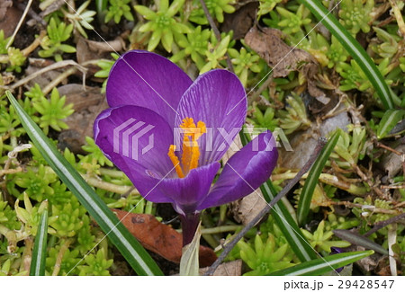 クロッカス 別名 花サフラン 春サフランの写真素材