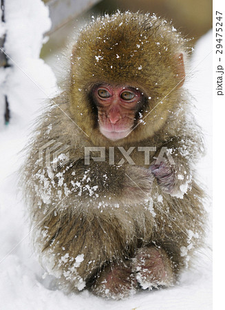 子ザルの写真素材