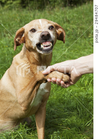 犬 握手 手 嫌がるの写真素材