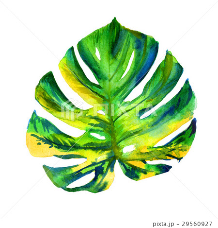 ハワイアン 葉の写真素材