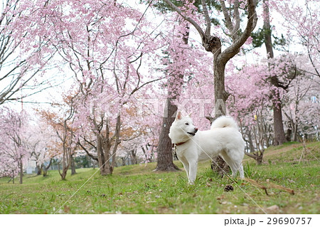 北海道犬 桜 犬 春の写真素材