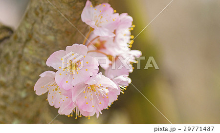 さくら 花びらの写真素材