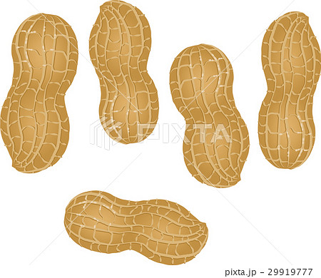 落花生のイラスト素材集 ピクスタ