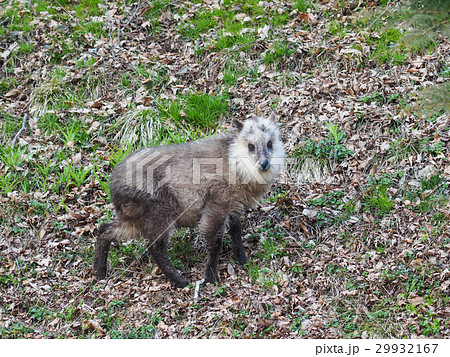 ニホンカモシカ カモシカ 野生動物 子供の写真素材