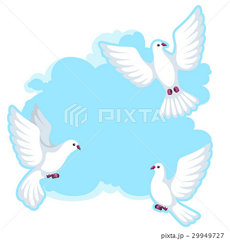 鳩 ハト ホワイト きれいのイラスト素材