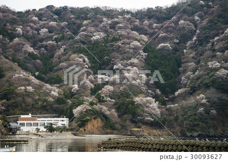 神子の山桜の写真素材