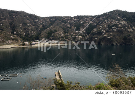 神子の山桜の写真素材