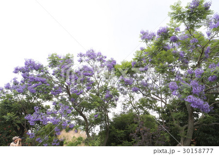 ハカランダ 花の写真素材