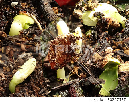 ゴーヤの苗の写真素材