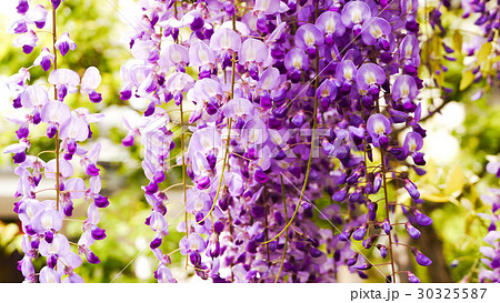 新着歓迎 花 言葉 最高の花の画像