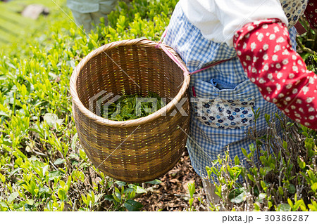 茶摘み 籠の写真素材
