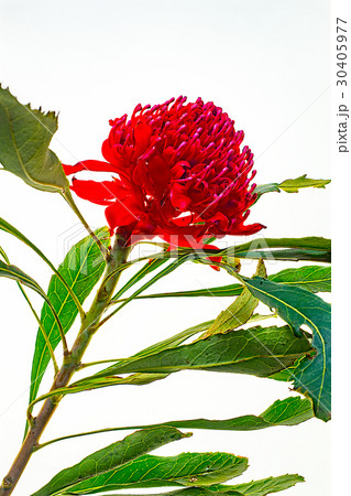 ワラタ 花の写真素材